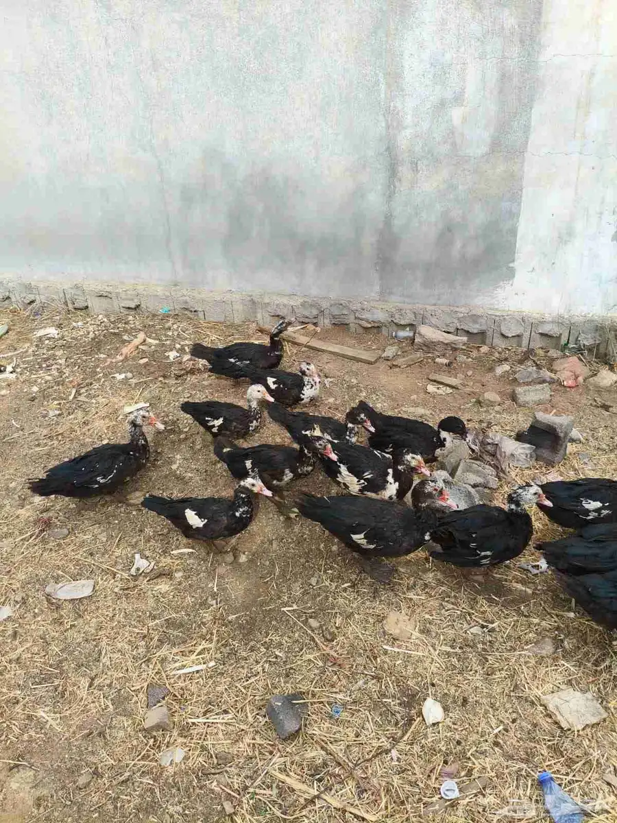 بط للبيع 34