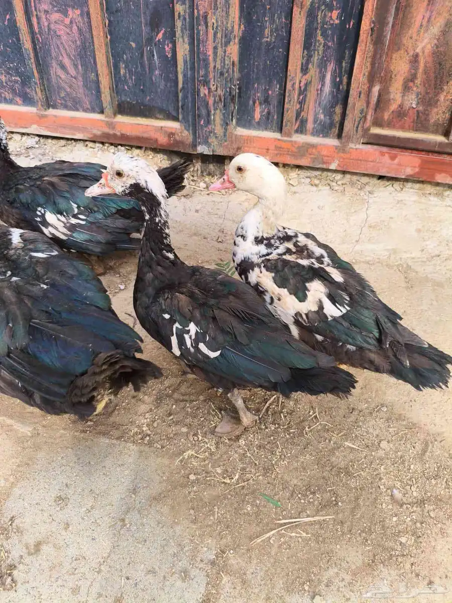 بط للبيع 14
