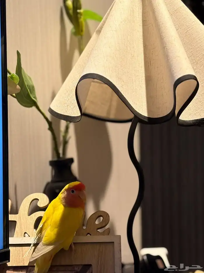 انثى روز اورانج منتجة ( تم البيع ) 2