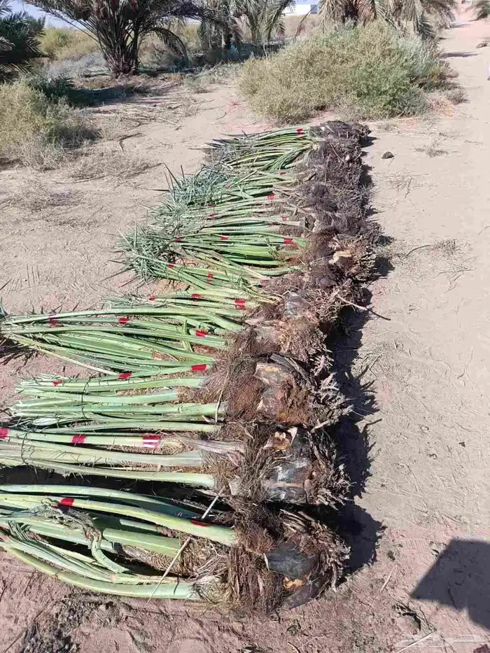 يوجد لدينا جميع انواع النخيل الطيبه على الشرط والضمان 4