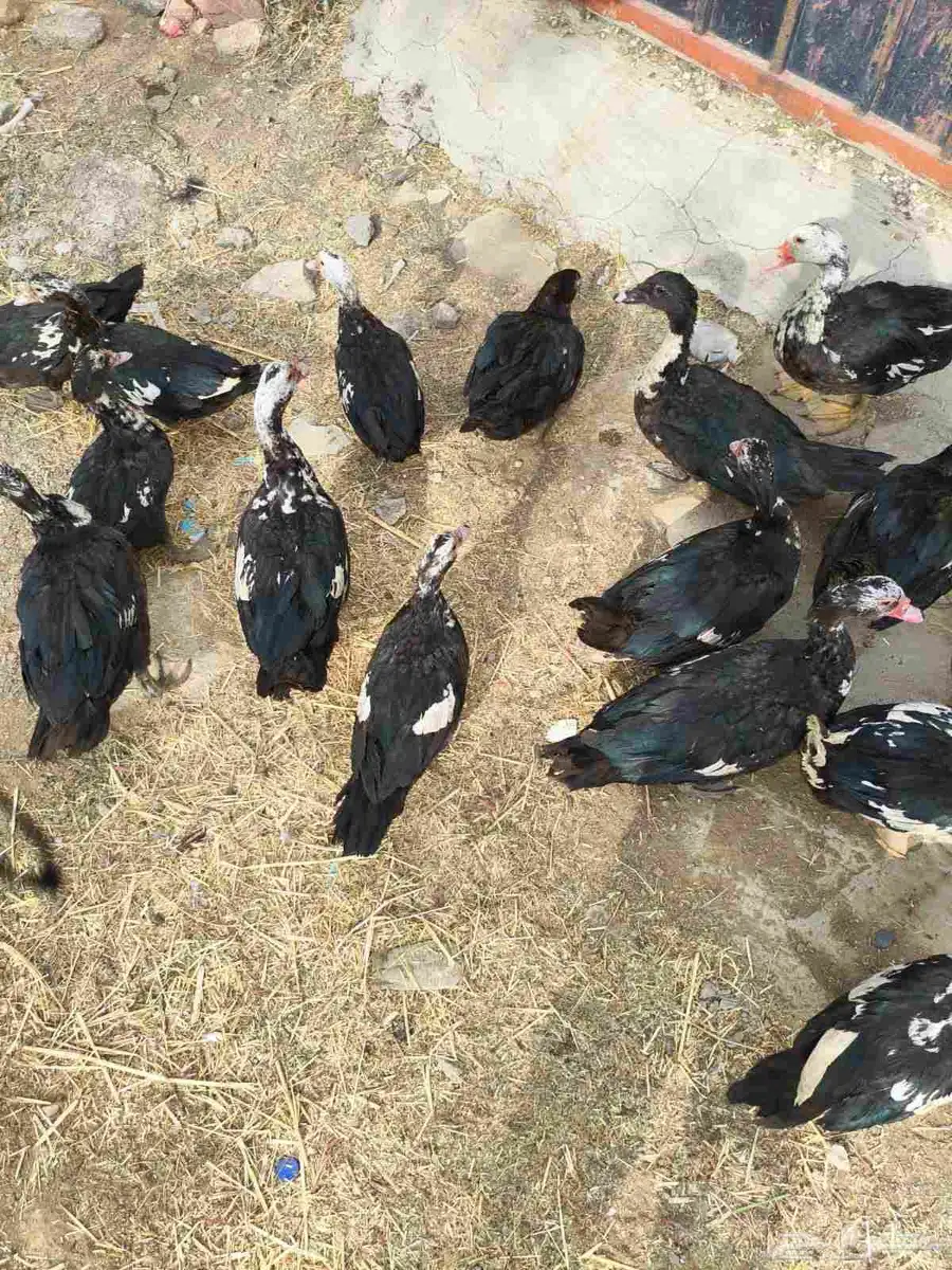 بط للبيع 15