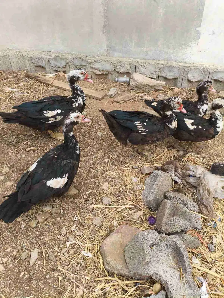 بط للبيع 1
