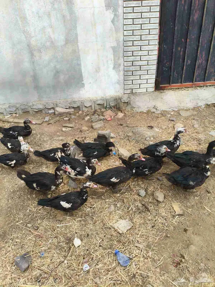 بط للبيع 31