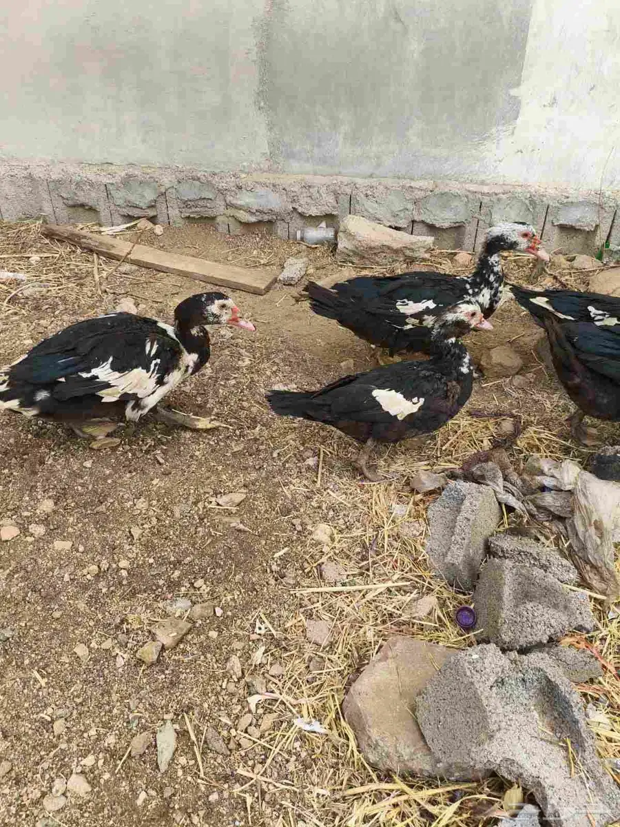 بط للبيع 0