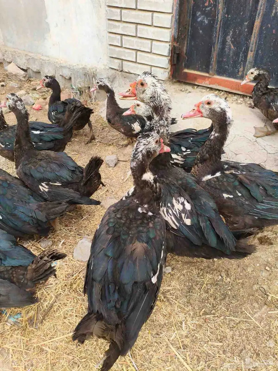 بط للبيع 11