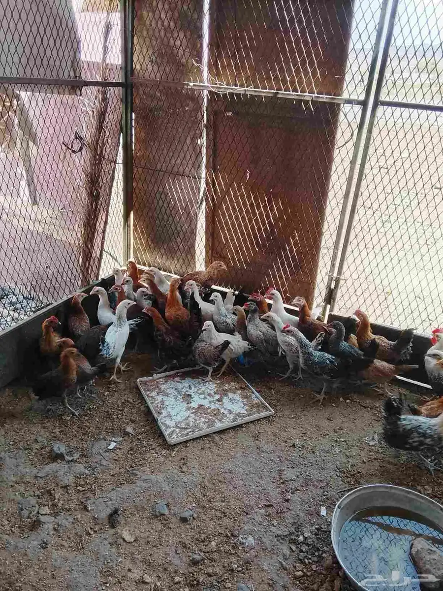 صيصان للبيع 1