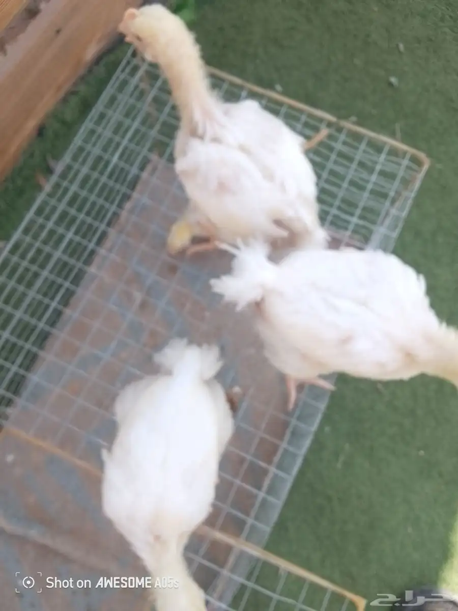 صوص 1