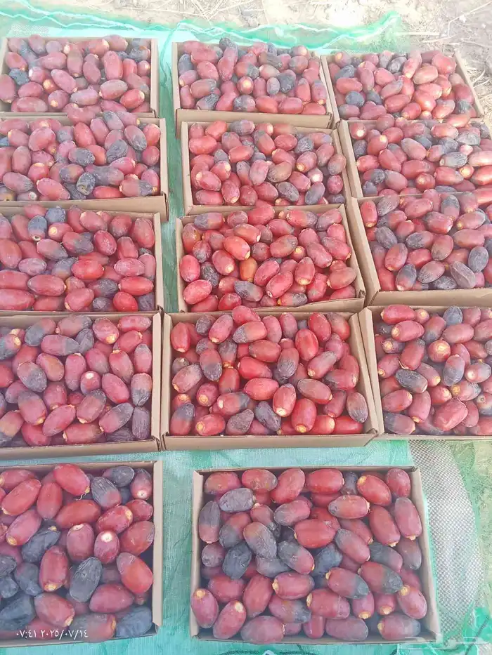 رطب الموسم للبيع 1