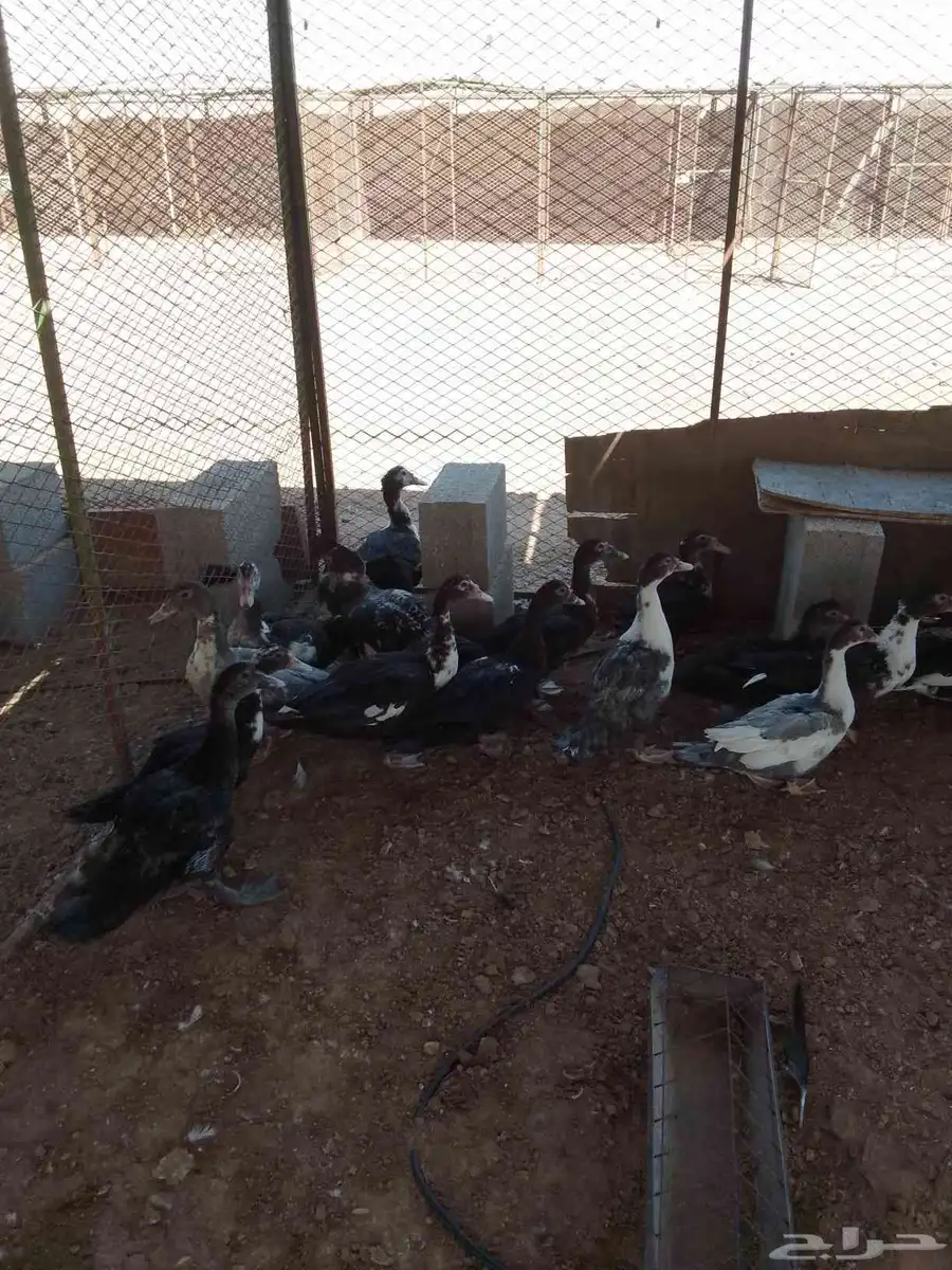 بط بكيني 0