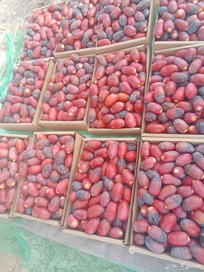 رطب الموسم للبيع 2