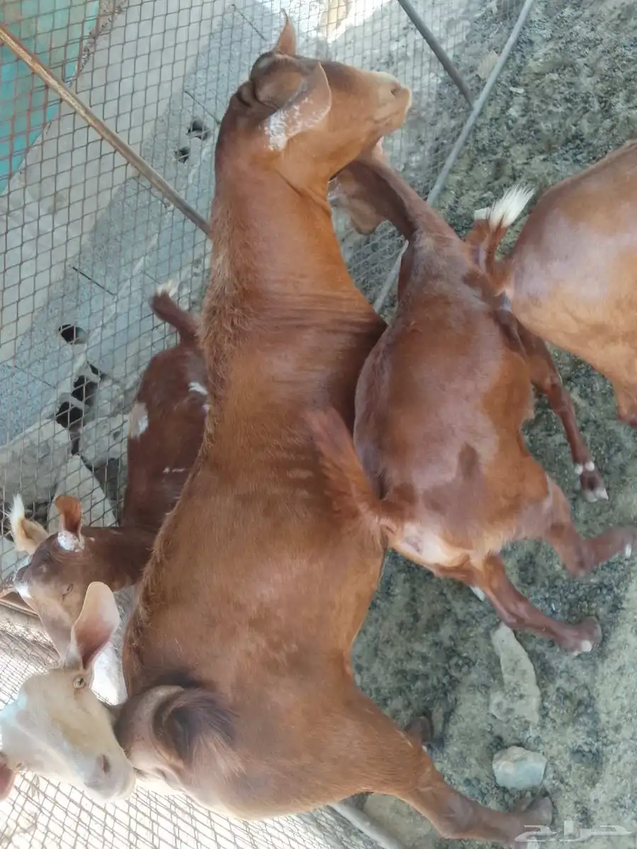تيس ادهم فحل 6