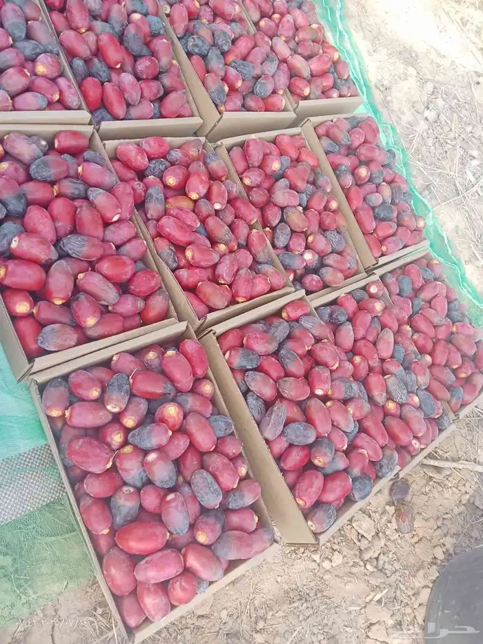 رطب الموسم للبيع 0