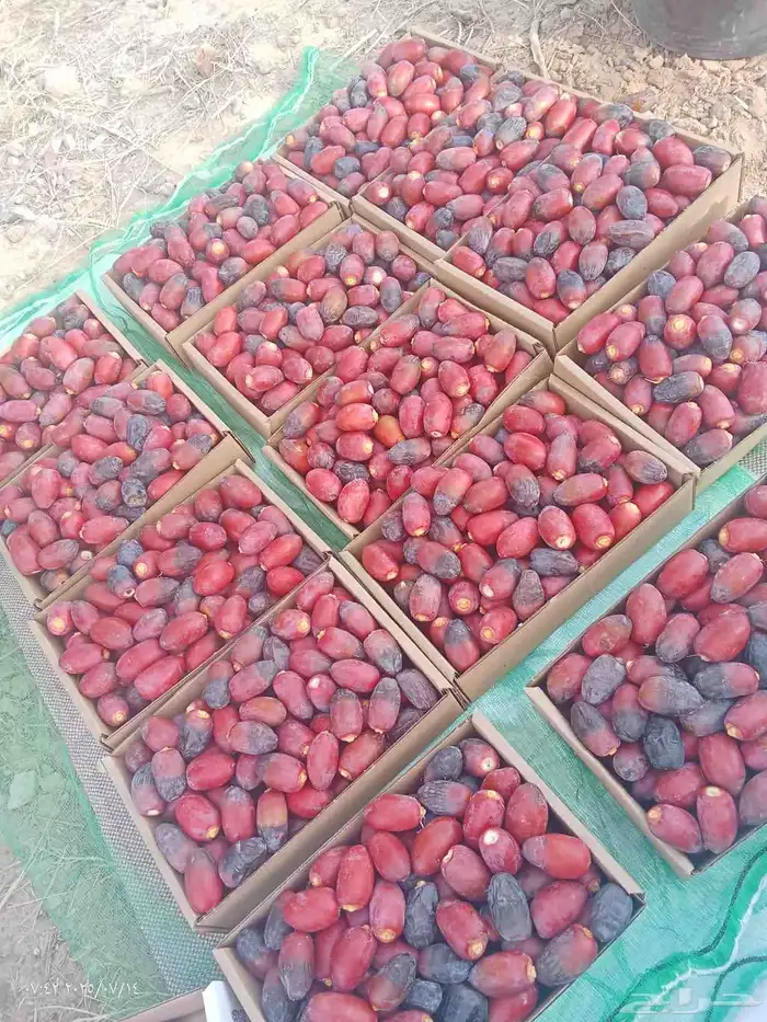 رطب الموسم للبيع 3