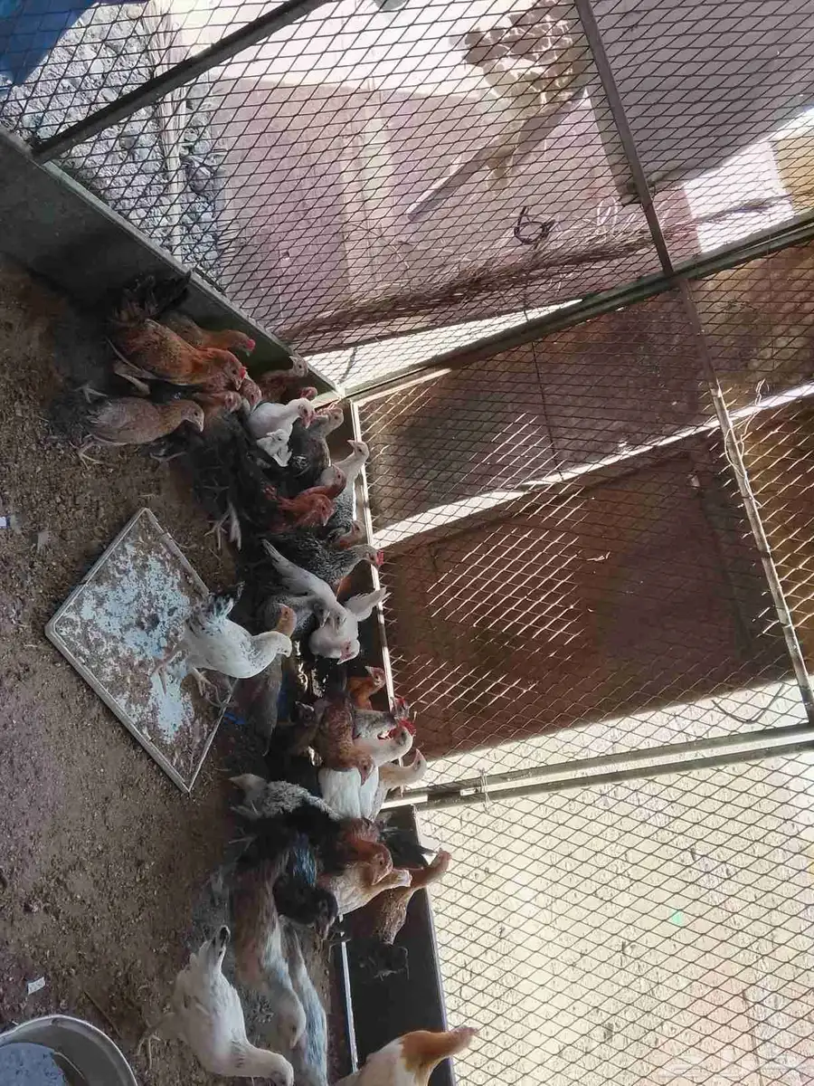 صيصان للبيع 0