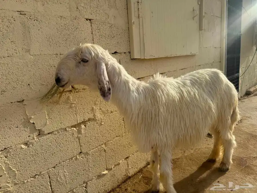 نجدية عيسية دافع شرط فحص سونار 2
