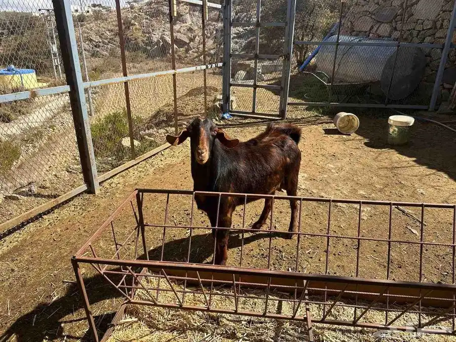 تيس فحل 0