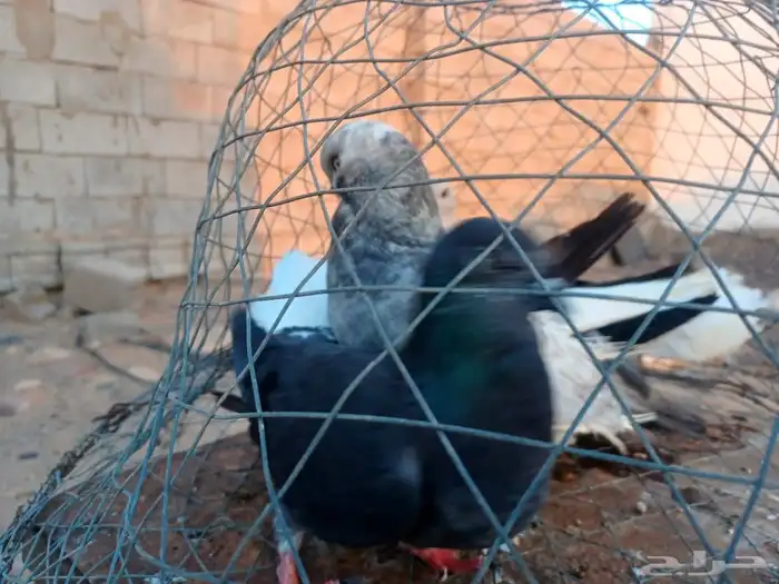 حمام للبيع 8