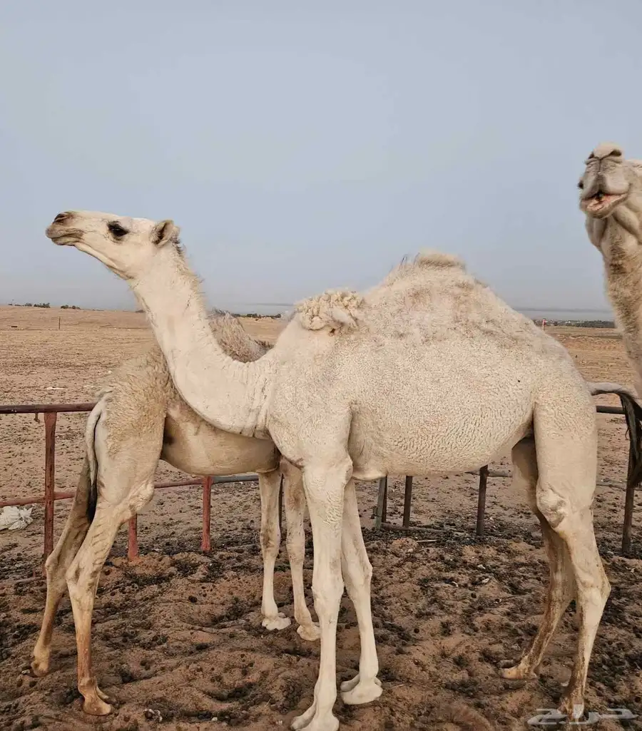 حشو مفرود 2
