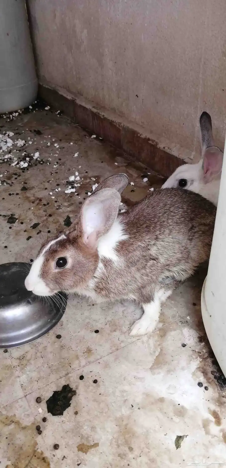 أرانب سلالة ممتازة جاهزة للإنجاب 8