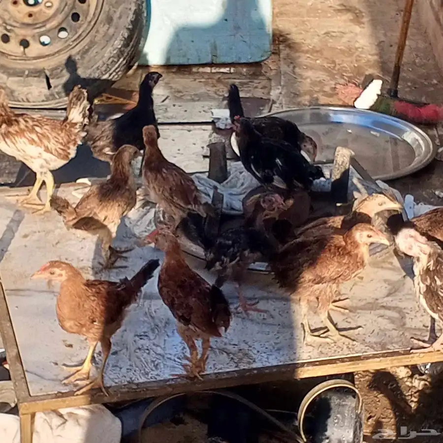 صيصان بلدي   . العمر شهرين و يومين  . التواصل ع الحرا 4