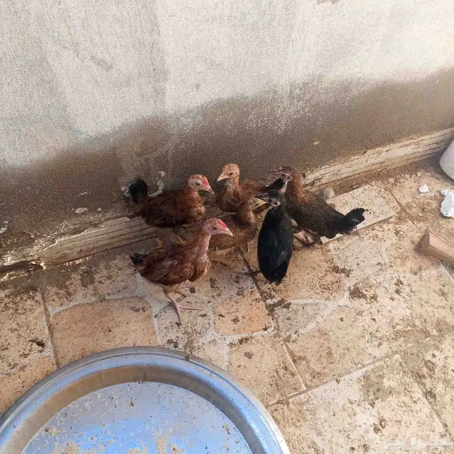صيصان بلدي   . العمر شهرين و يومين  . التواصل ع الحرا 1