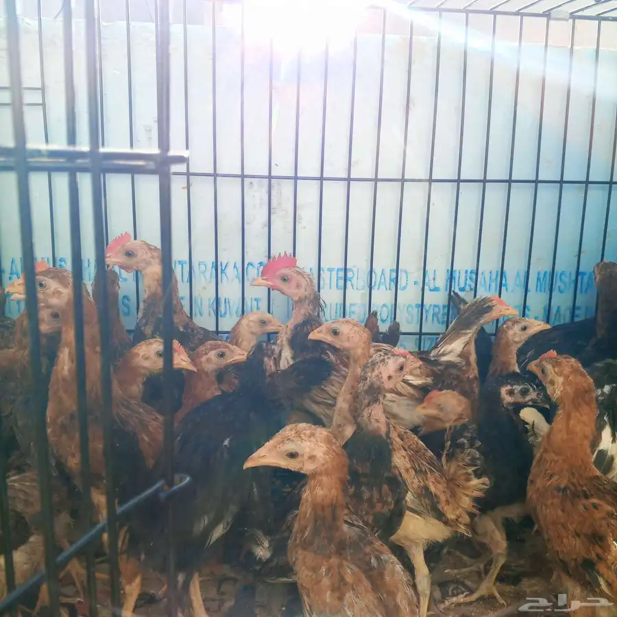 صيصان بلدي   . العمر شهرين و يومين  . التواصل ع الحرا 3