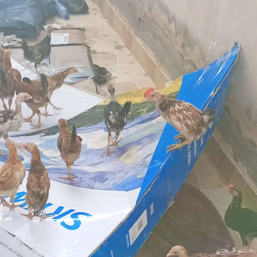 صيصان بلدي   . العمر شهرين و يومين  . التواصل ع الحرا 2