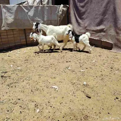عنز مشروكه حدرها توم تيس وجفر عمر عيالها شهر ونص ديد سلم 0