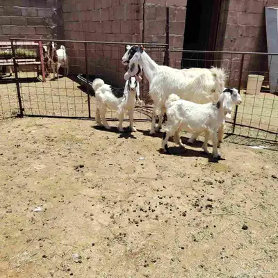 عنز مشروكه حدرها توم تيس وجفر عمر عيالها شهر ونص ديد سلم 2
