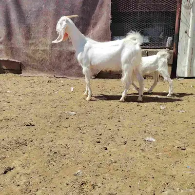 عنز مطوره حدرها جفره سن توها كاسره ثنيه عمر الجفر شهر أو كثر 1