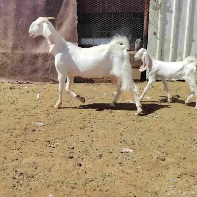 عنز مطوره حدرها جفره سن توها كاسره ثنيه عمر الجفر شهر أو كثر 0