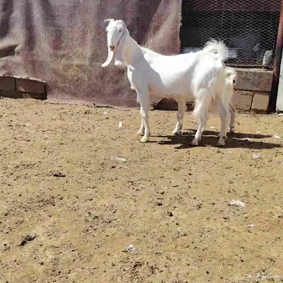 عنز مطوره حدرها جفره سن توها كاسره ثنيه عمر الجفر شهر أو كثر 2