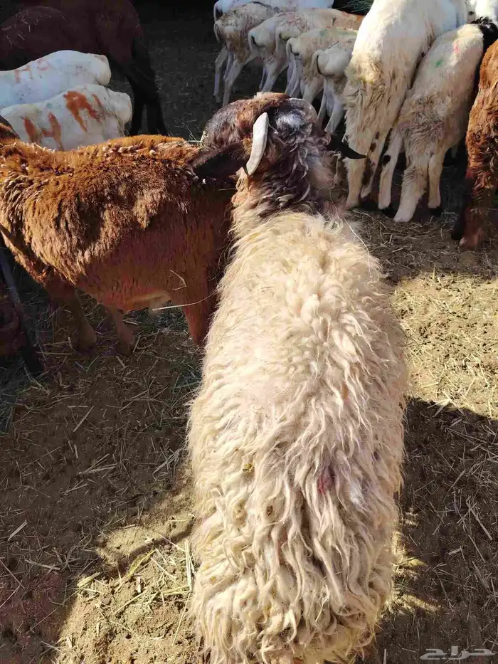 قعدان ونعيمى وسواكن وبربرى وتيوس 6