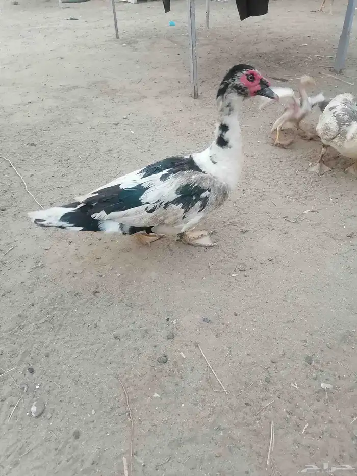 جوز بط 0