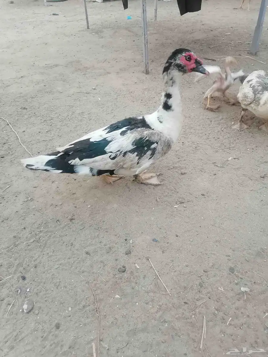 جوز بط 0