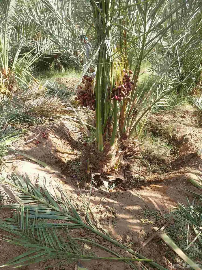نخل بتمره 3