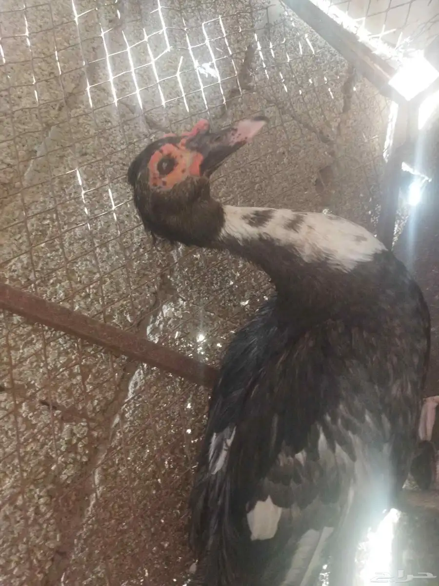 بط مصري للبيع الوحده على 60 2