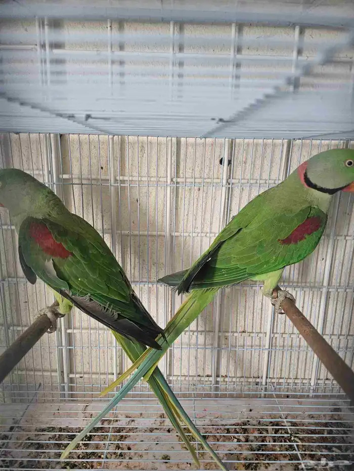 جوز دره نيبالي 1