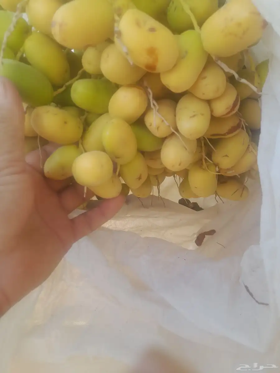 صقعي وخضري 0