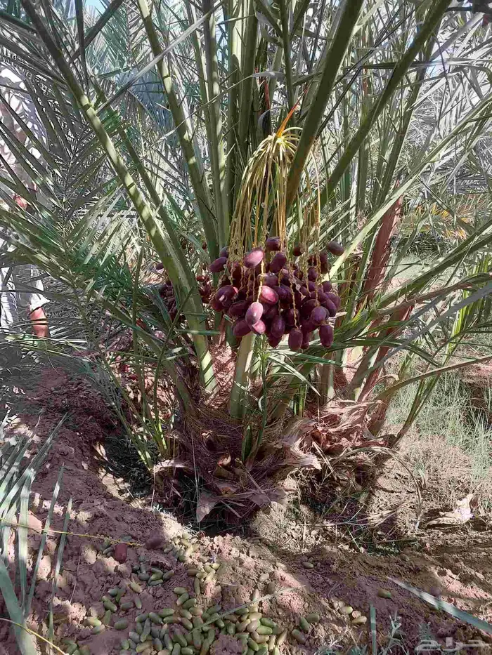 نخل بتمره 5