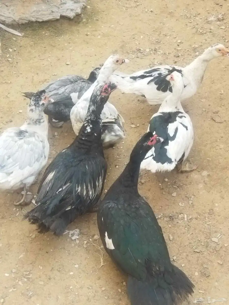 بط مصري للبيع الوحده على 60 4