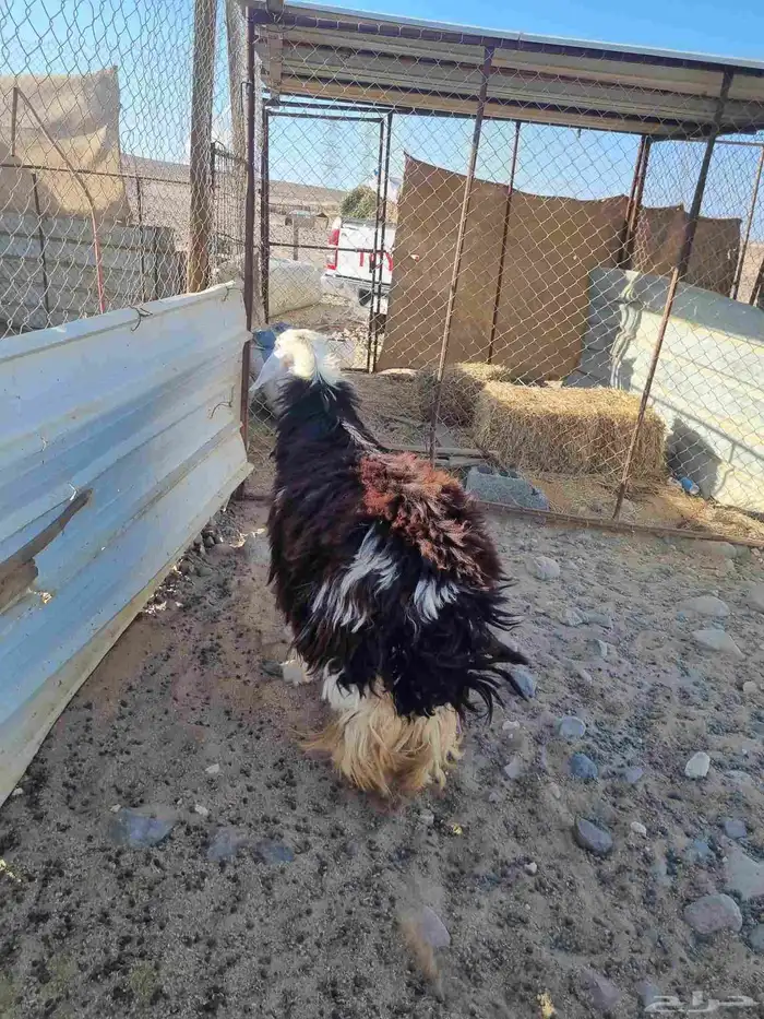 للبيع رخل رباع نجديه مشالله تبارك الله الصحه شرط وفل شحم ولح 3