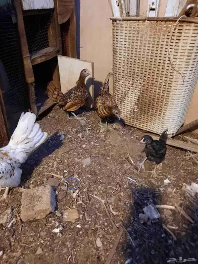 دجاج سبرايت 1
