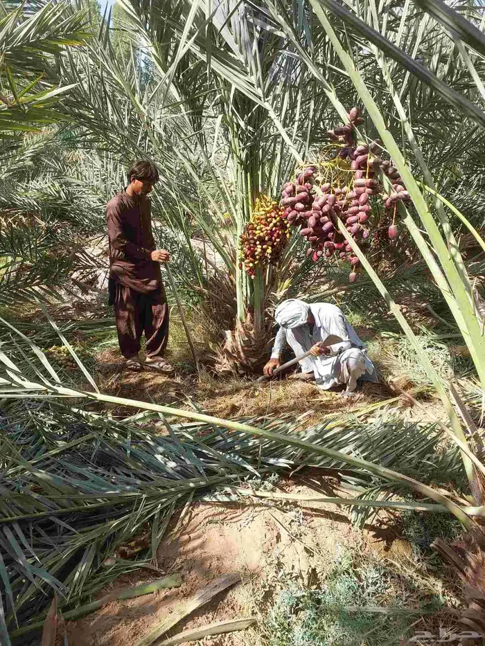 نخل بتمره 4