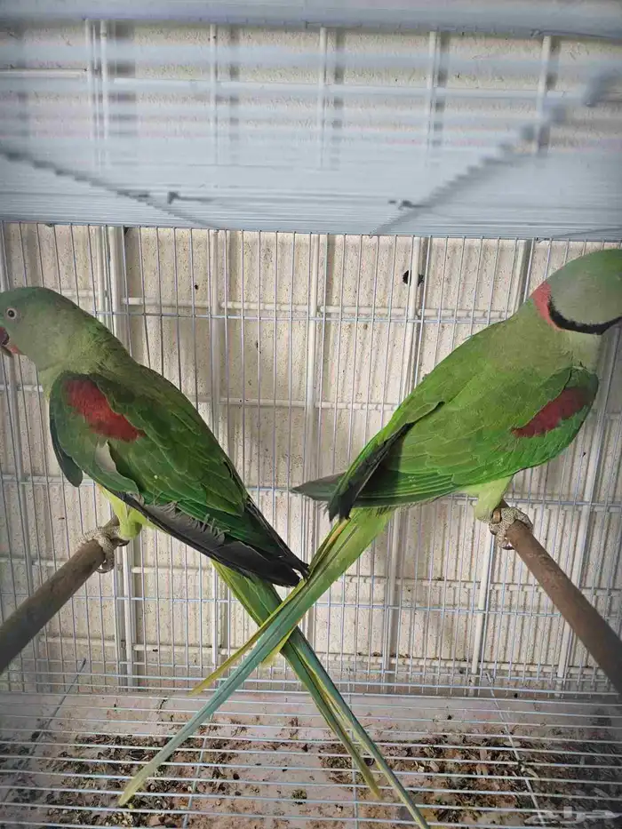 جوز دره نيبالي 0