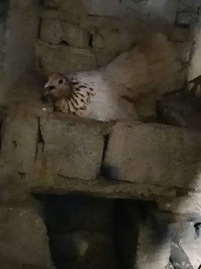 دجاج سبرايت 3