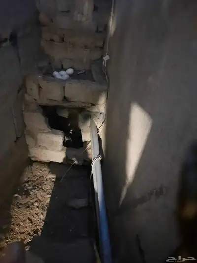 دجاج سبرايت 4