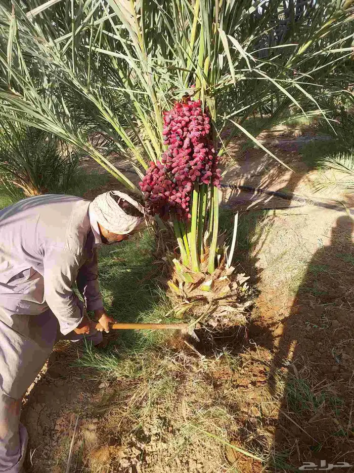 نخل بتمره 6