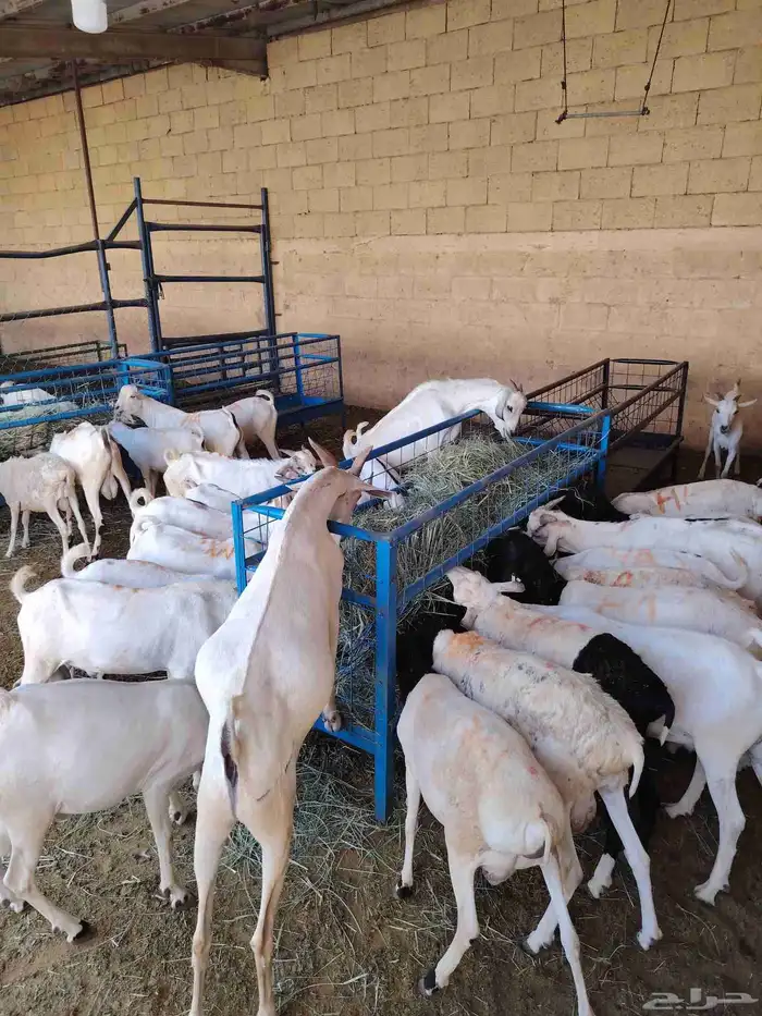 قعدان ونعيمى وسواكن وبربرى وتيوس 3