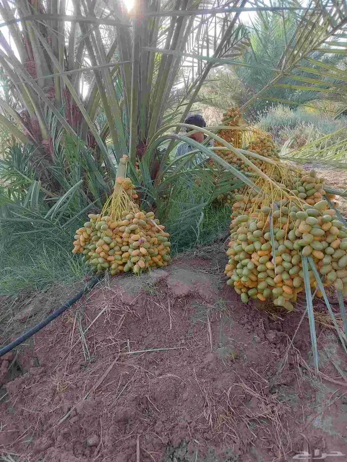 نخل بتمره 8